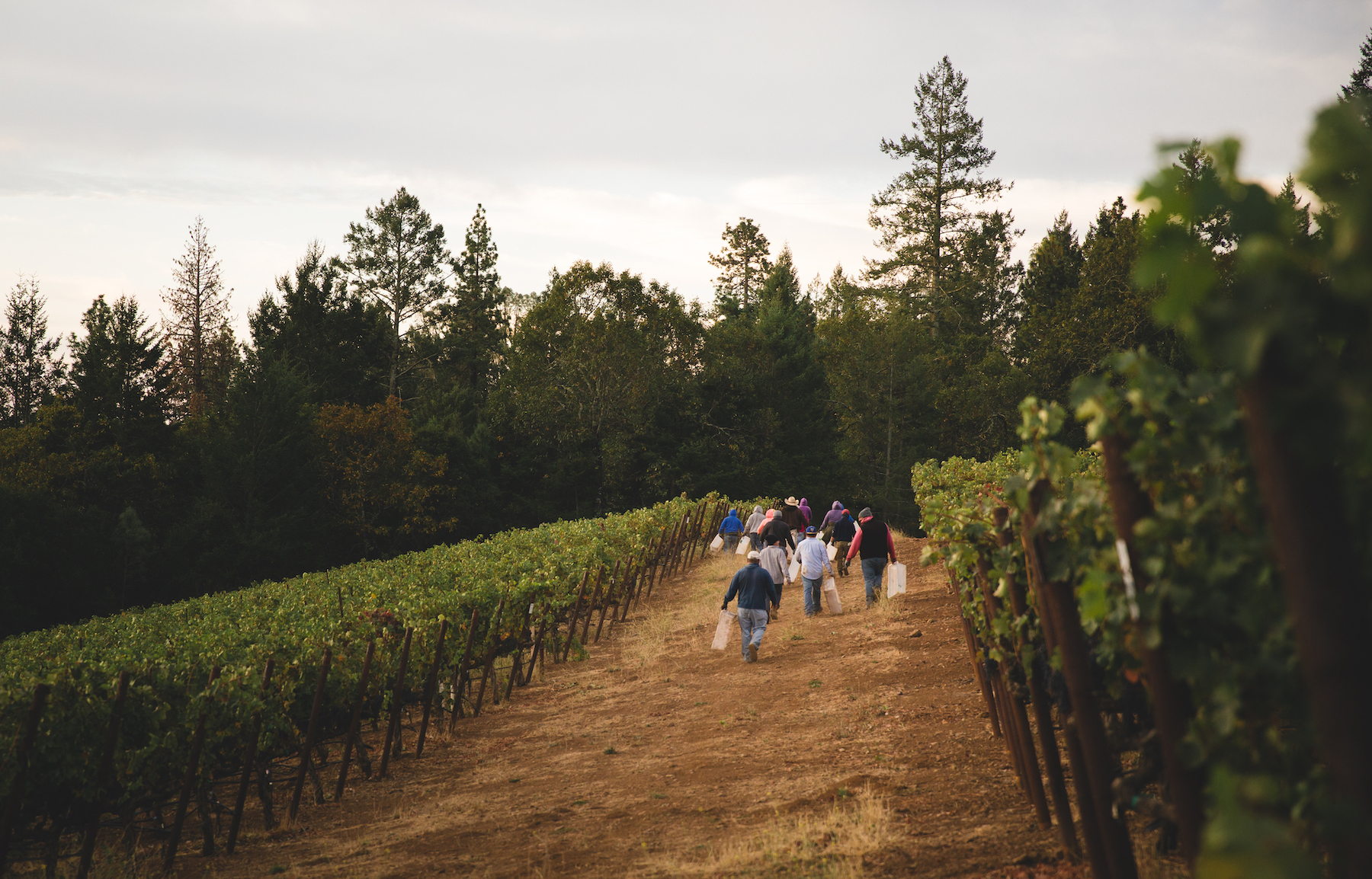 Estate – Slider – harvest crew pick